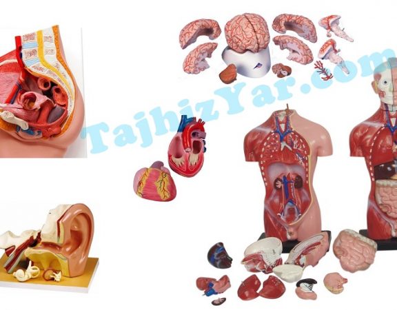 خرید و فروش و قیمت مولاژ بدن انسان | مولاژ نیم تنه بدن | ماکت آناتومی بدن | مولاژ قلب | مولاژ مغز